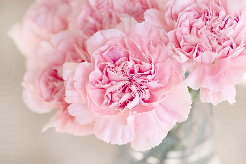 Fresh pink carnations