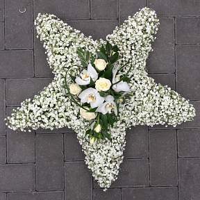 Gypsophilia star