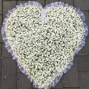 Gypsophila Heart