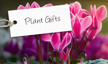 Plant Gifts