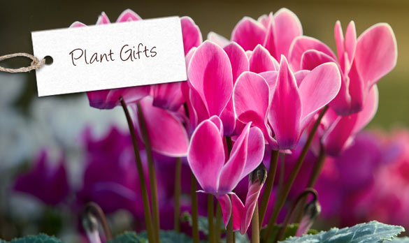 Plant Gifts